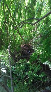 Tree Surgeon Near Me The Challenges of Tree Work in Spring