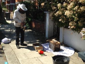 tree surgeon london removing a hive from ealing home
