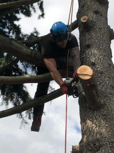 man cutting branch down Tom Boswell Tree Services