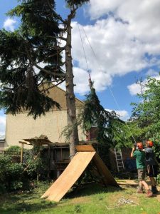 london tree care tom boswell tree services