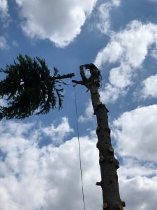 man cutting top branch down Tom Boswell Tree Services
