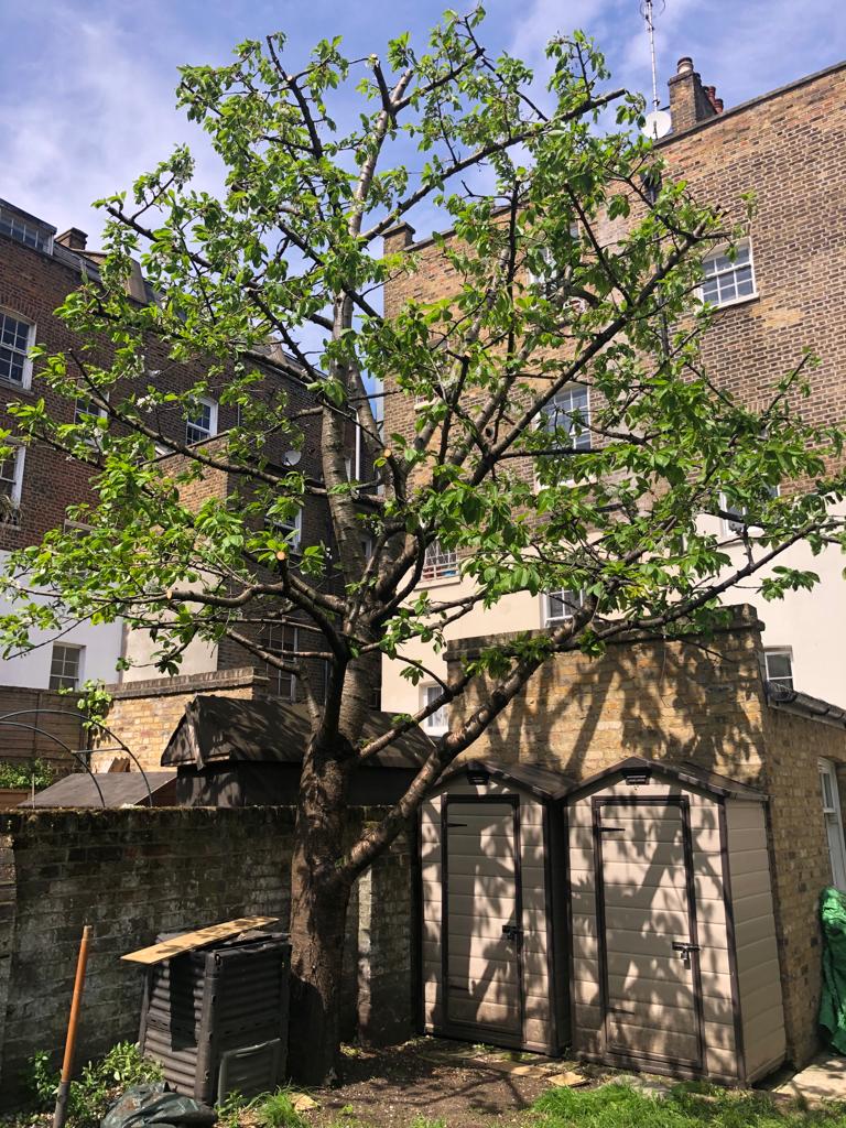 Cherry Tree Crown Reduction