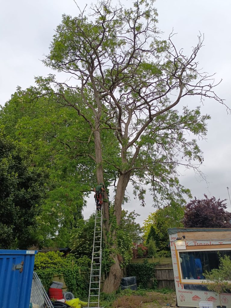 Mature Robinia dead wood removal and crown reduction