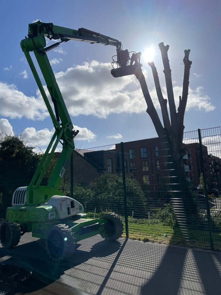 Mature Poplar Tree removal at a local school