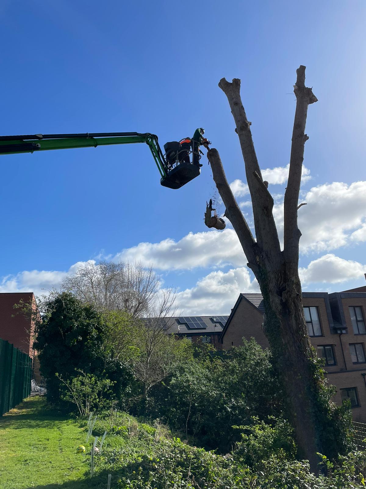 Mature Poplar Tree Removal At A Local School West London Tree