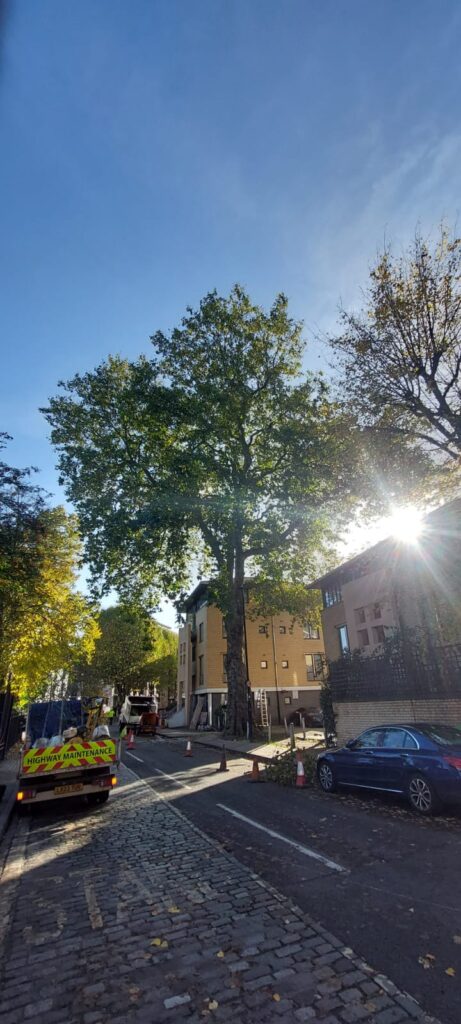 Plane tree pruning in the heart of London