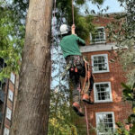 Tom Boswell Tree Services Limited