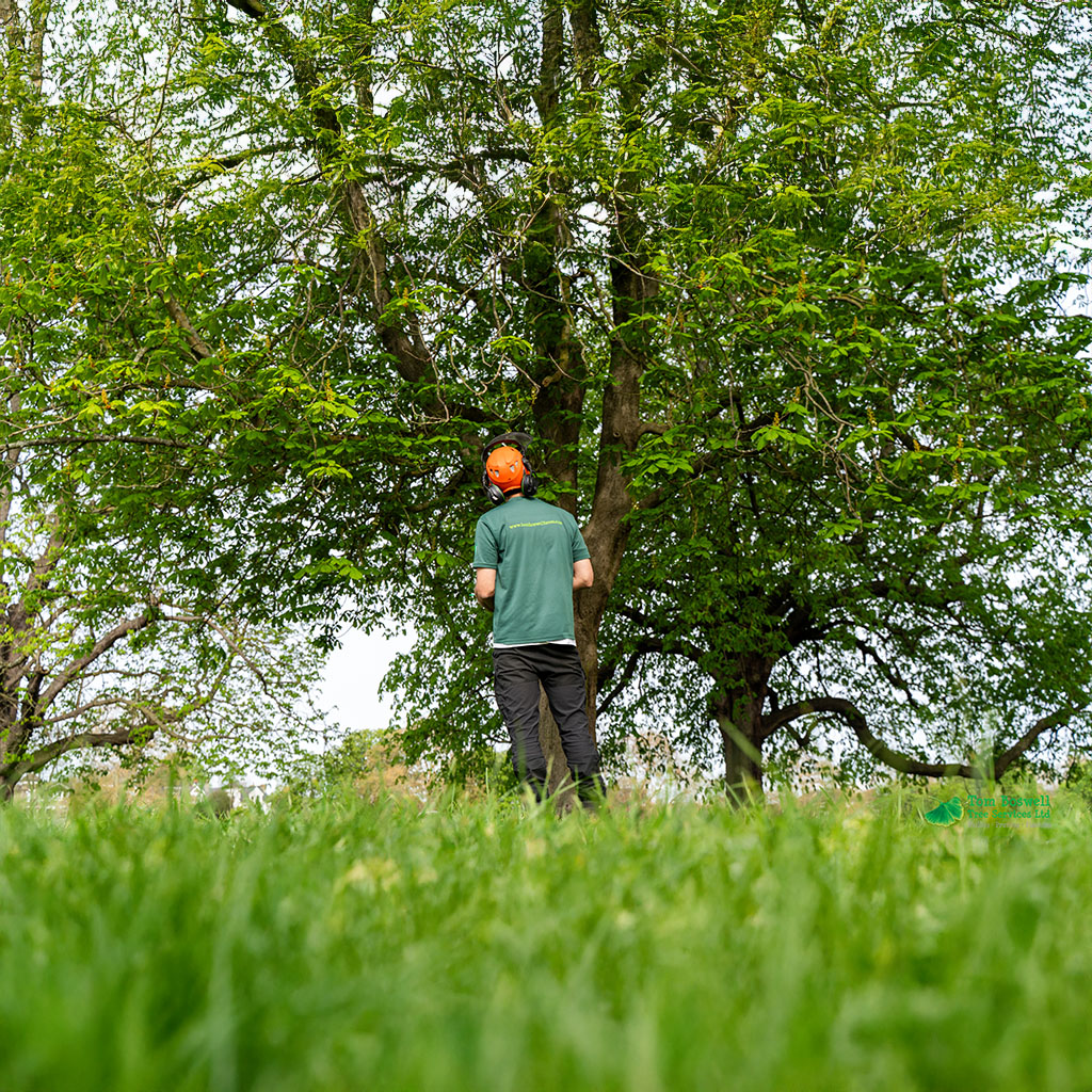 tree surgeon assessing tree from a distance