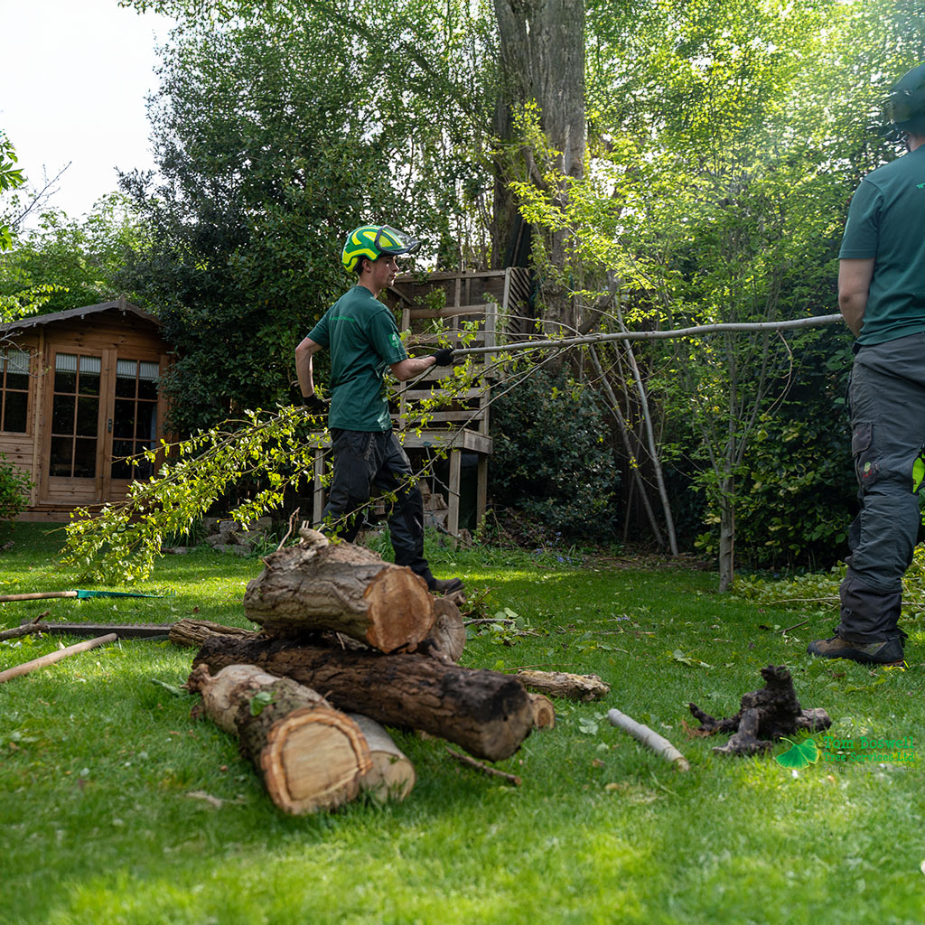 tree surgeons clearing garden