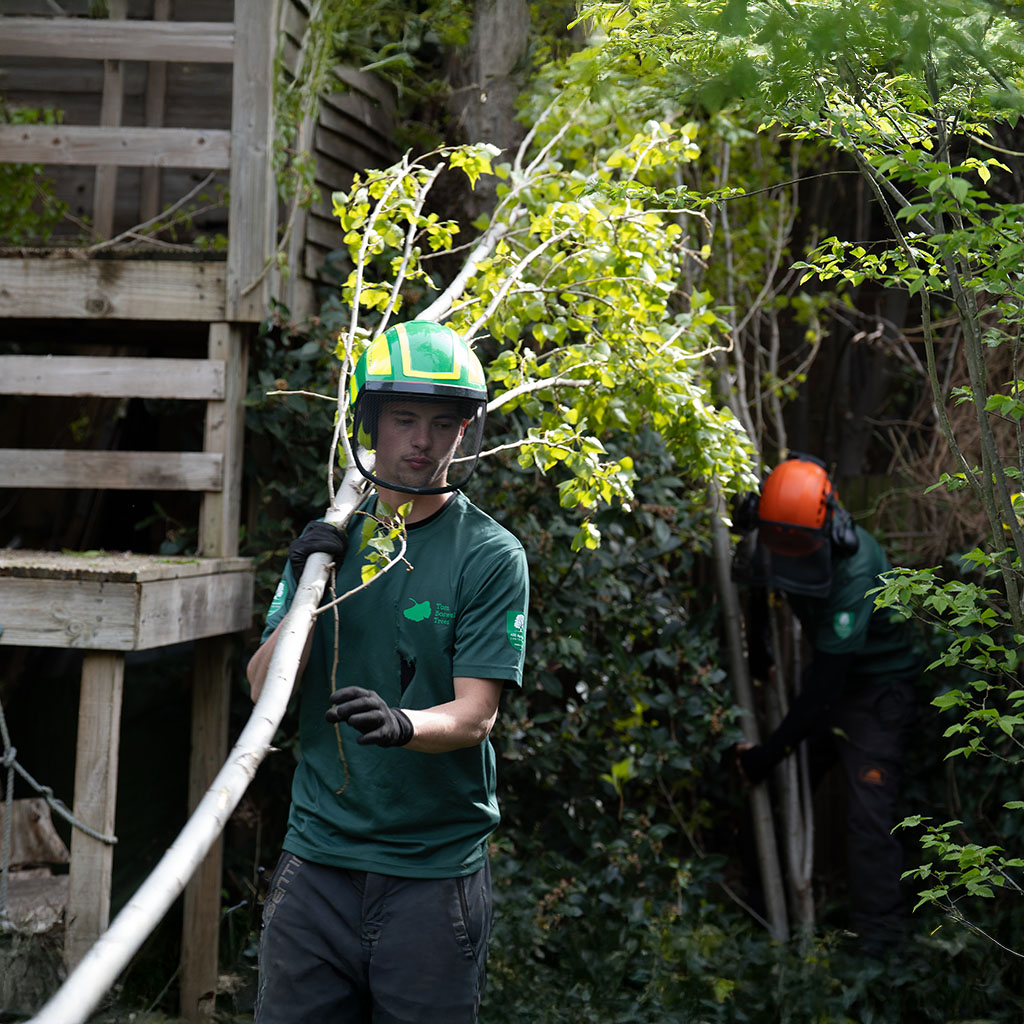 tree surgeons with branch on shoulder, clearing garden