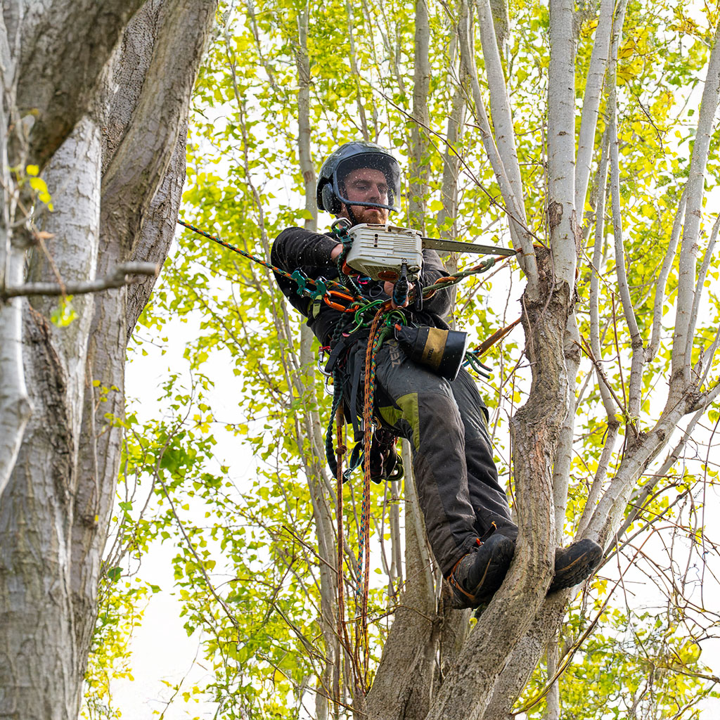 tree surgeon in harness in tree cutting branch with small chainsaw
