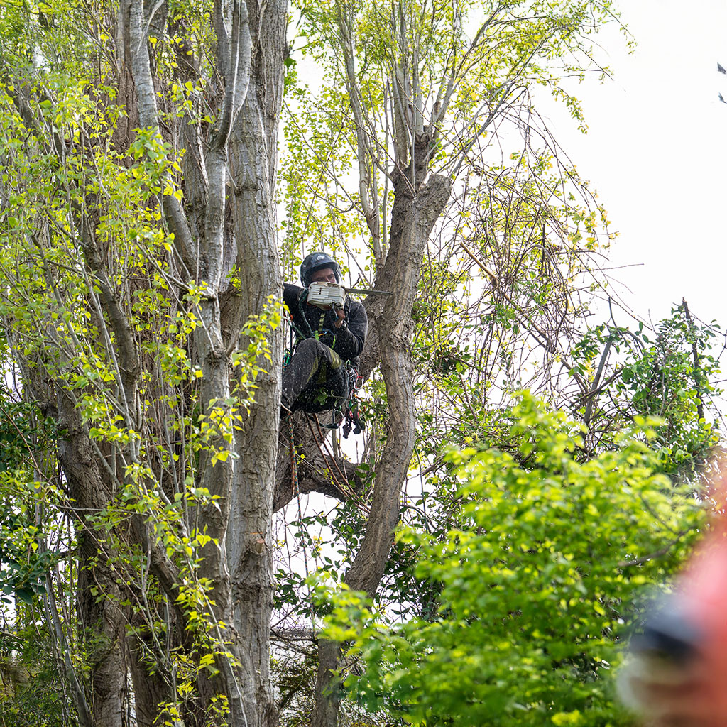tree surgeon sitting in harness in tree cutting branch with small chainsaw