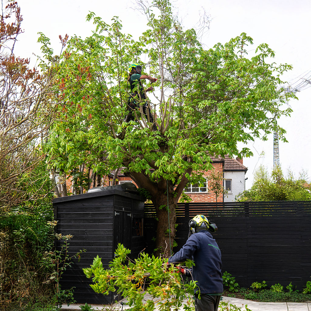 tree surgeon in tree managing branches with a saw