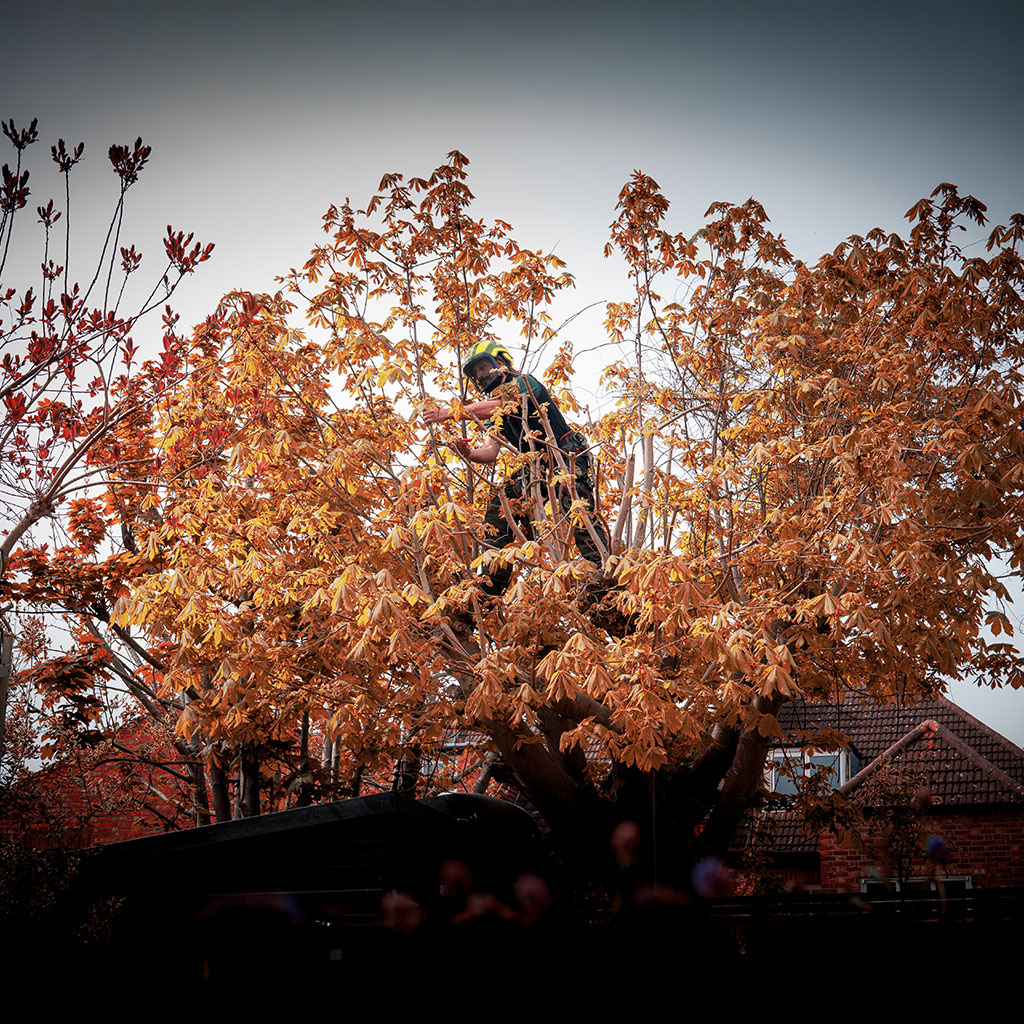 tree surgeon in tree with brown leaves managing branches with a saw