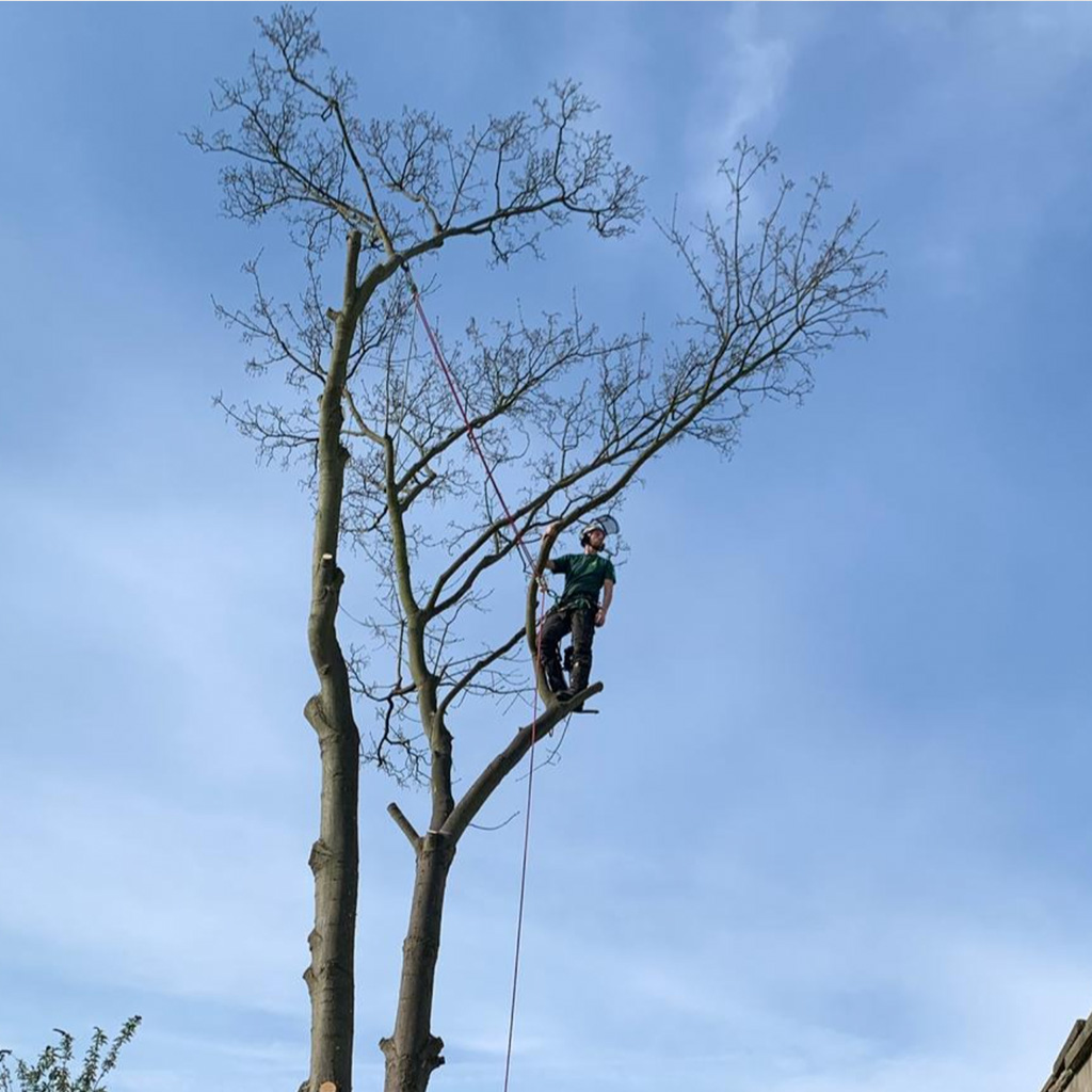 tree surgeons in harness pollarding a tree
