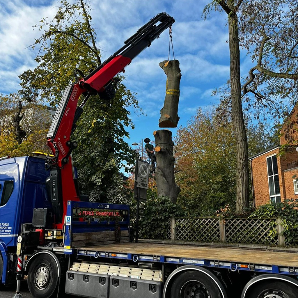 crane moving cut down tree