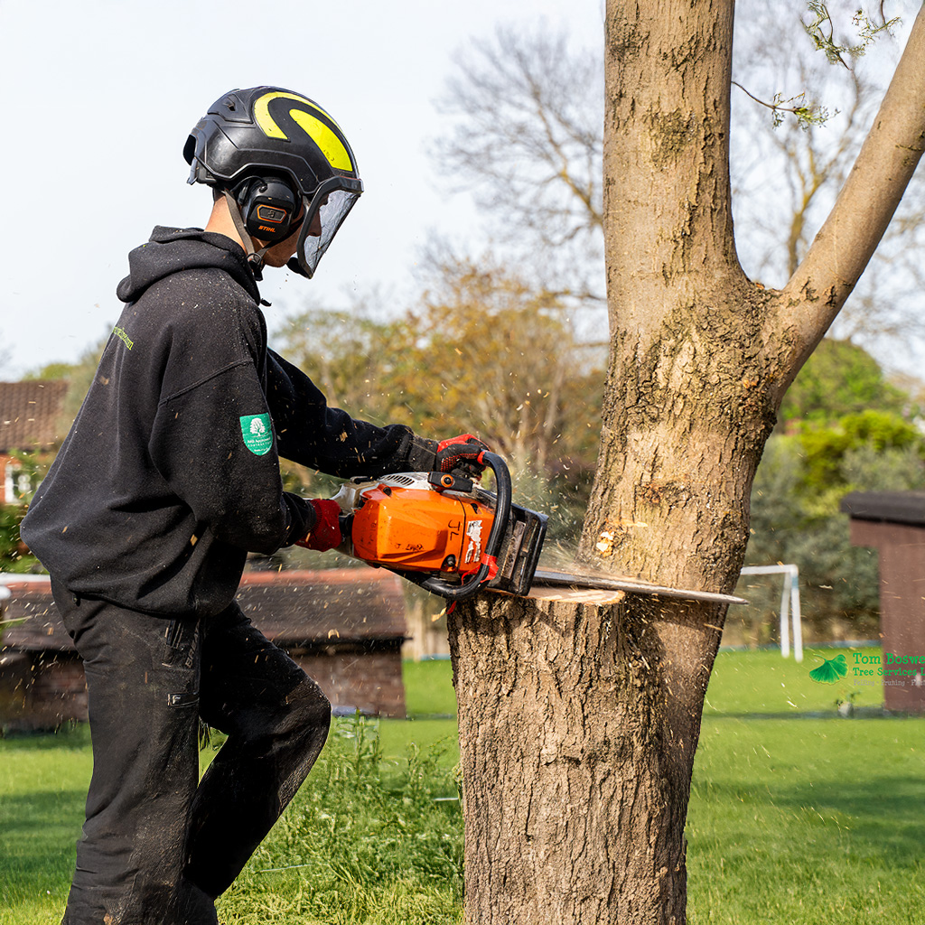 tree surgeon wearing safety equipment cutting tree with chainsaw