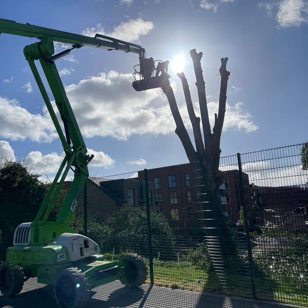 tree surgeons pollarding a tree using a cherry picker