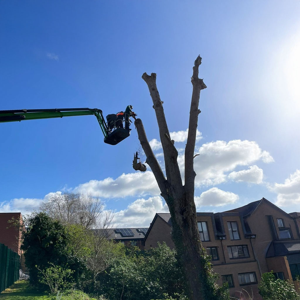 tree surgeons pollarding a tree using a cherry picker and chainsaw in residential area