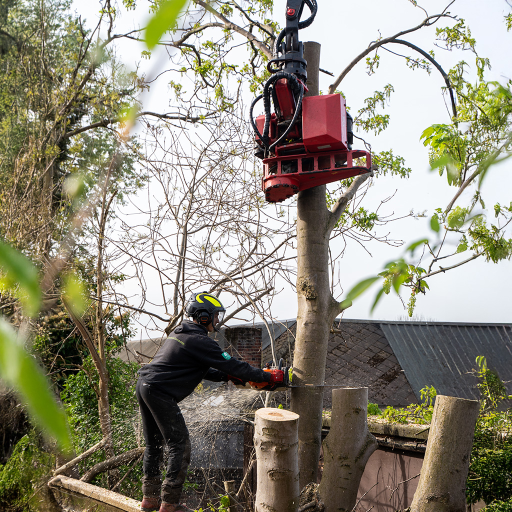 grapple saw holding a tree, while tree surgeon cuts below with chainsaw