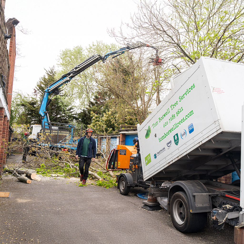 tree surgeons carrying out work on commercial property