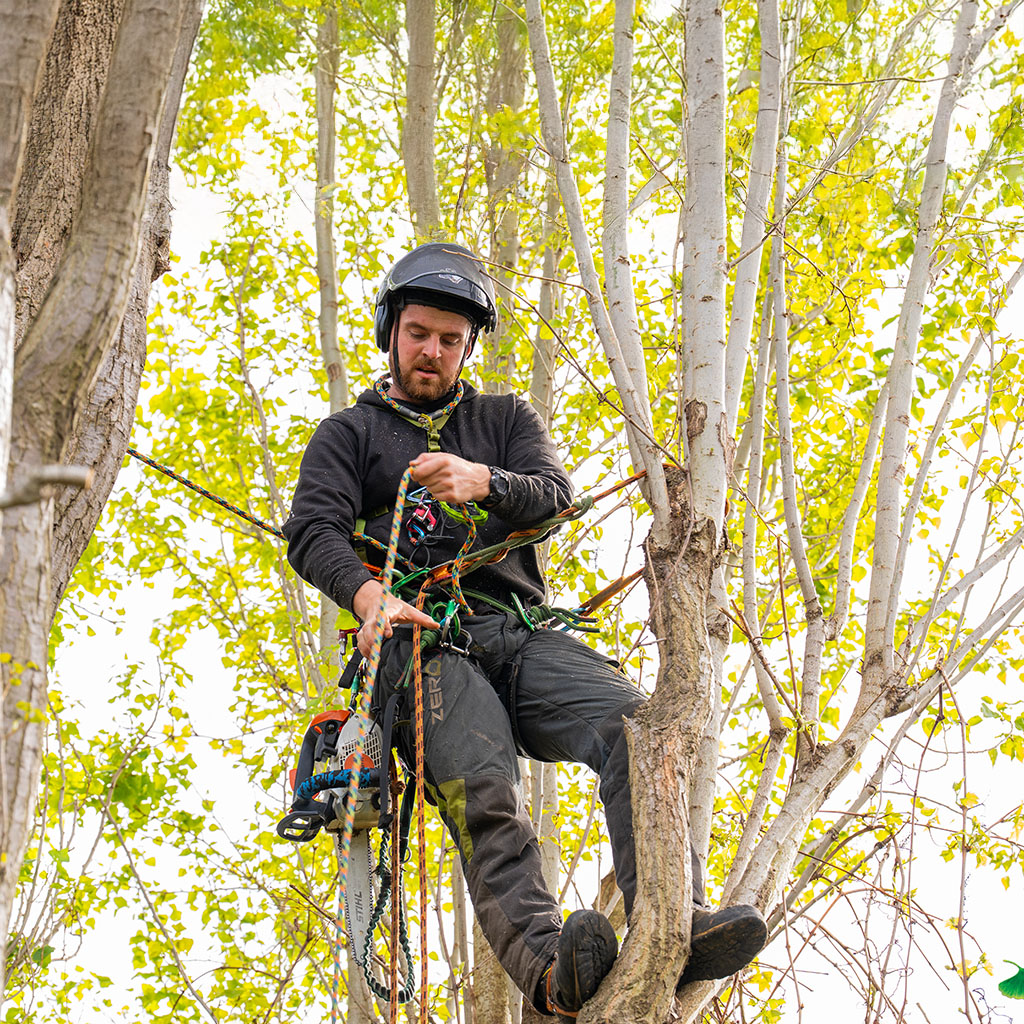 tree surgeon in harness, in the trees suspended by ropes