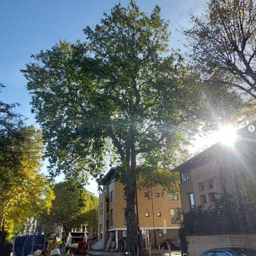 tree surgeon west london areas covered
