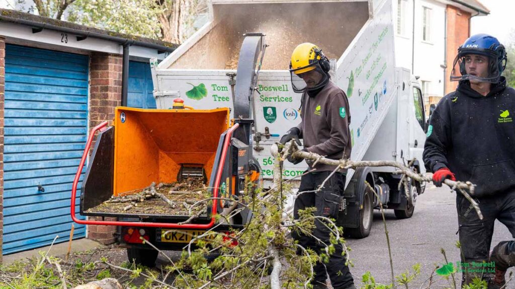 Tree surgeons feeding down tree branches into wood chopper wearing protective gear