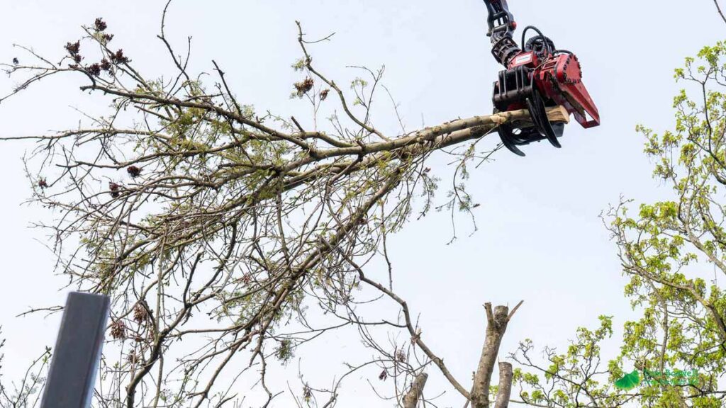 Tree crane grabber holding tree branch