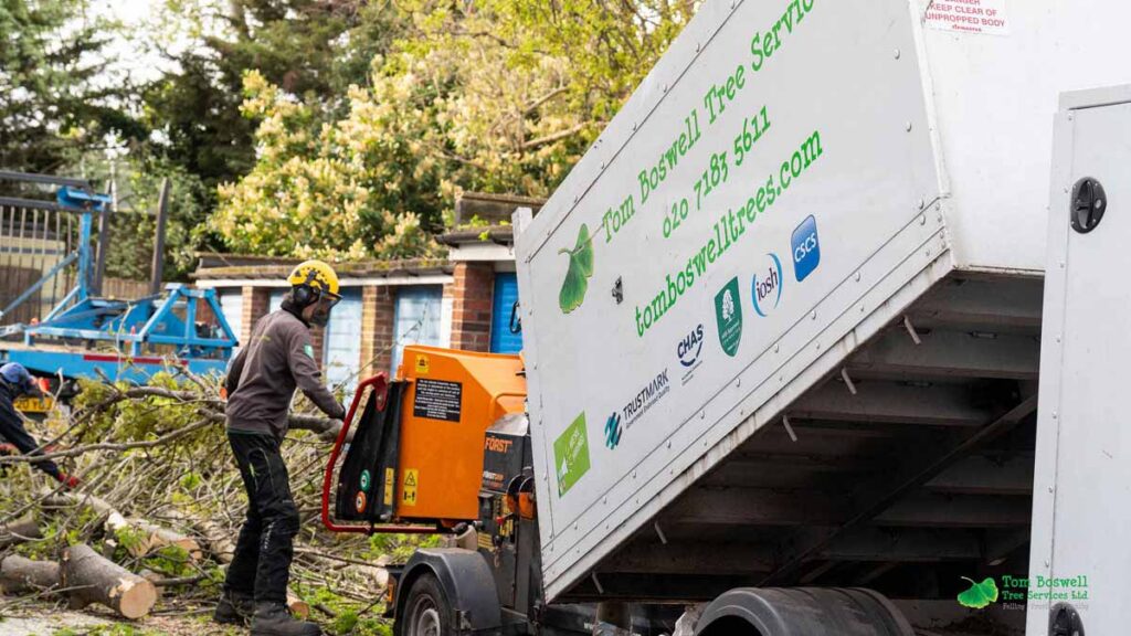 Tree surgeons feeding branches and down tree parts into wood chipper