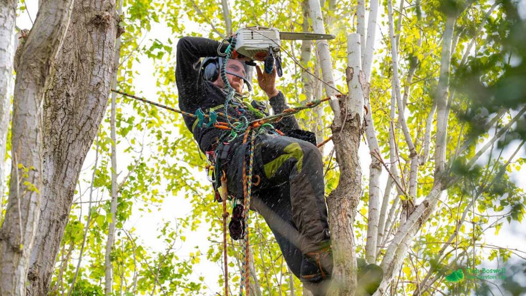Tree surgeon in climbing gear high in tree using small chainsaw to cut branches