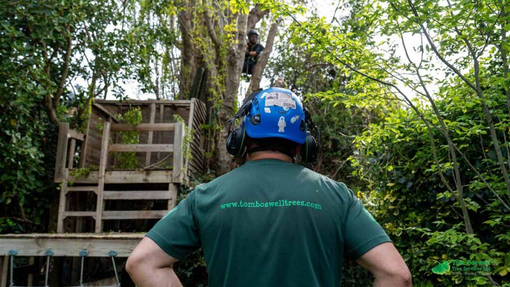 Tree surgeon wearing blue protective helmet and ear guards watching another tree surgeon in tree