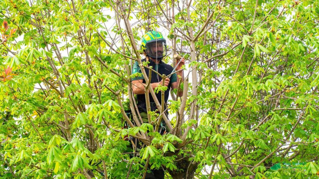 Tree surgeon wearing helmet and protective gear using a hand so to cut small tree branches whilst in a tree