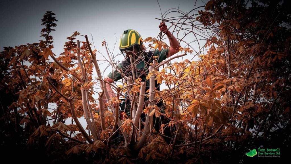 Tree surgeon finalising pruned tree while wearing protective gear